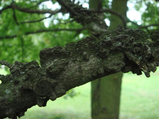 Liquidambar styraciflua ecorce